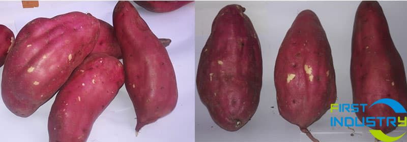 Sweet potato Sweet potato