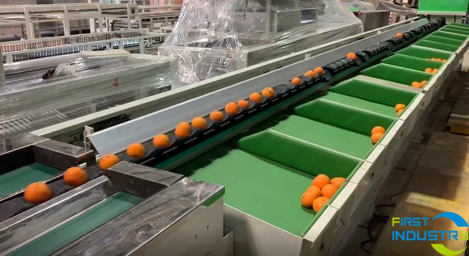 citrus grading machine