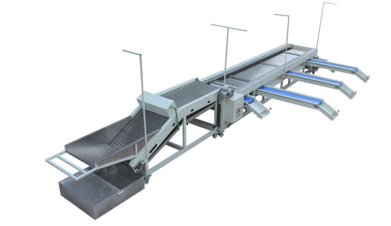 Tamarillos-sorting-grading-machine