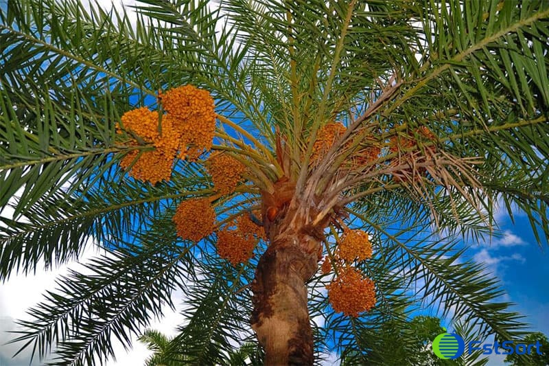 palm-date-tree