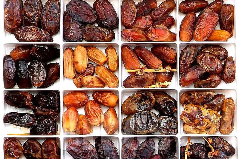 palm-date-sorting