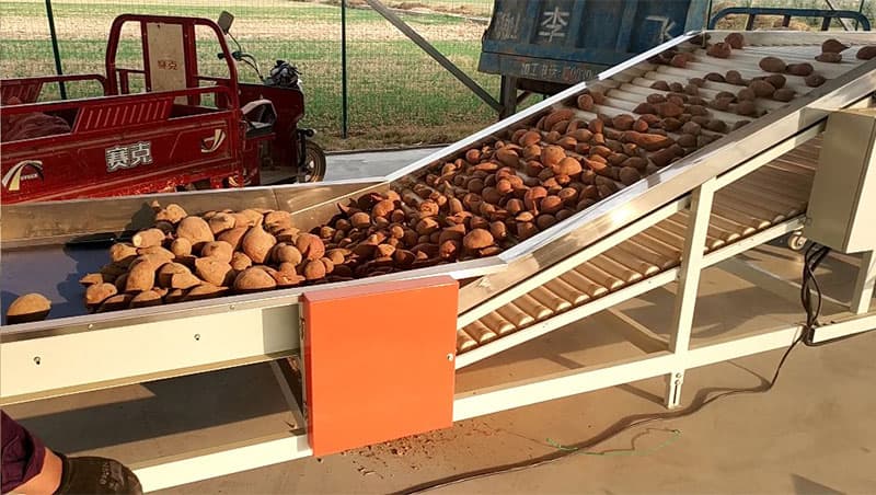 sweet-potato-sorter