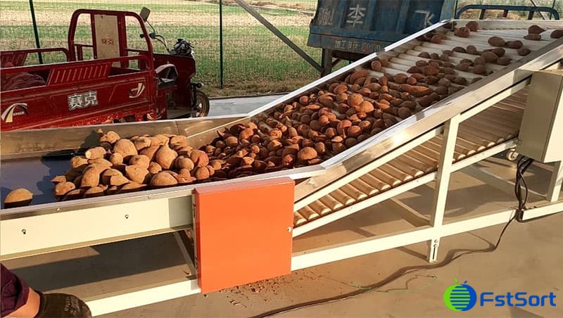 sweet-potato-sorter sweet-potato-sorter