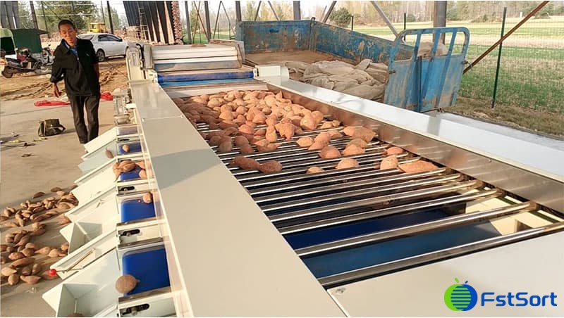 sweet-potato-grader sweet-potato-grader