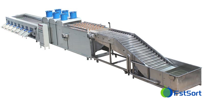 Clasificadora de limpieza de berenjenas Clasificadora de limpieza de berenjenas
