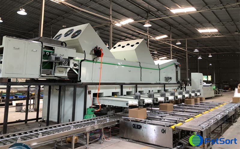 lemon-sorting-waxing-packing-line lemon-sorting-waxing-packing-line