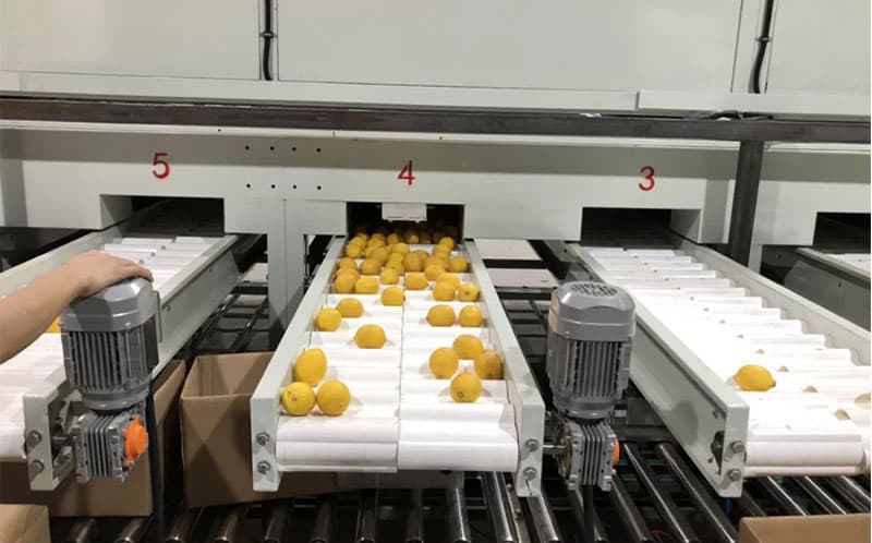 images/1597125205381sorting-conveyor.jpg