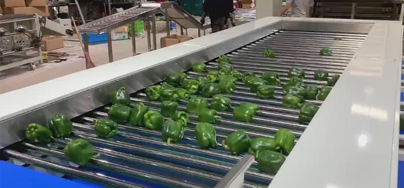 pepper-sorting-machine