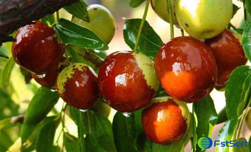 fresh-dates fresh-dates