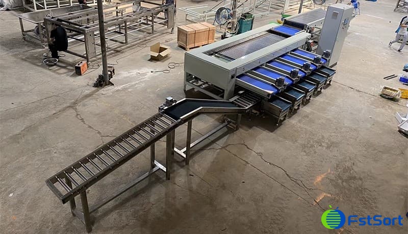 date-grading-packing-line date-grading-packing-line