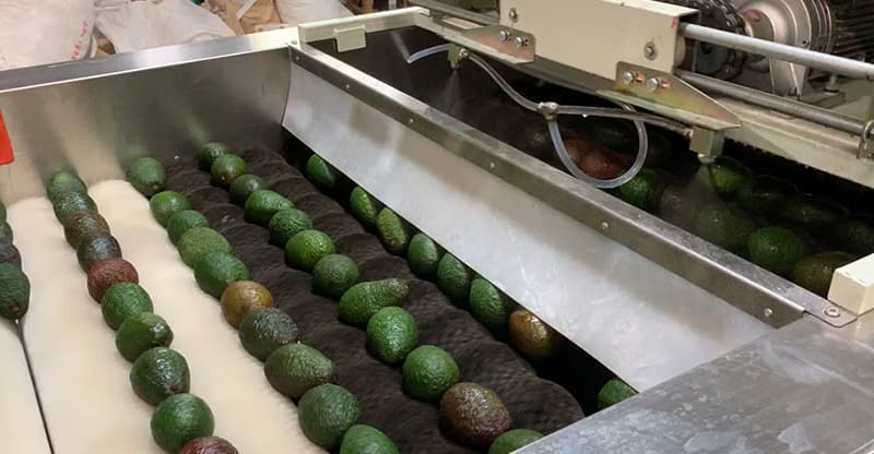 avocado-waxing-machine