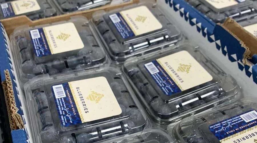 blueberry-packing-machine