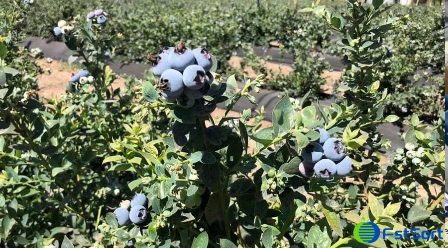 blueberries blueberries