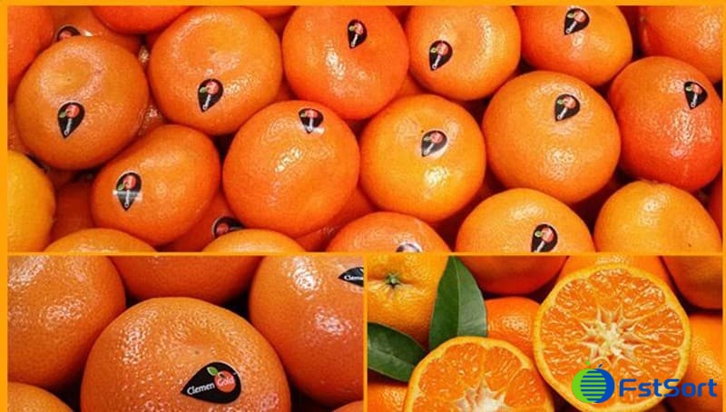 citrus citrus