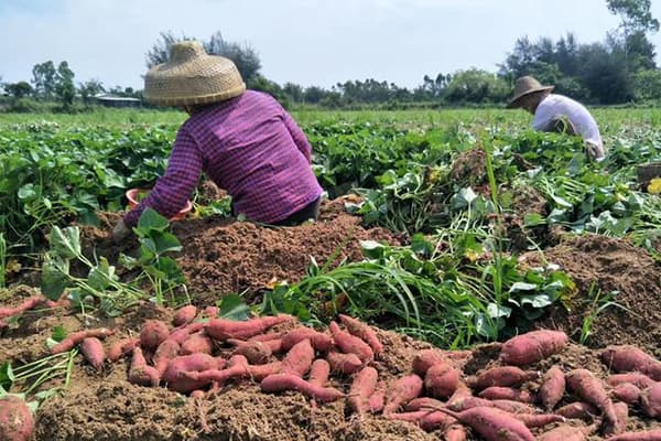 sweet potatoes