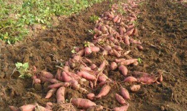 sweet potatoes