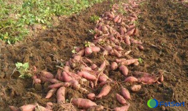 sweet potatoes sweet potatoes