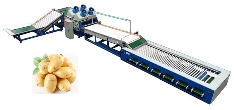 potato-sorting-line