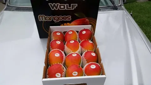 La situación de las exportaciones de mango peruano es sombría y se espera que la producción caiga un setenta por ciento la próxima temporada