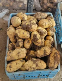 Potato processing machine