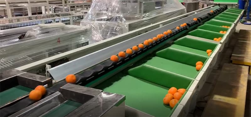 citrus-sorting-machine