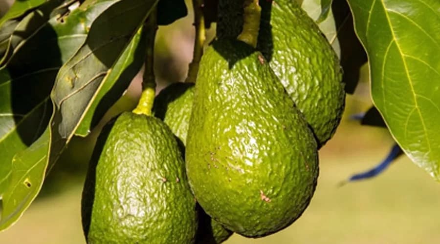 Avocado