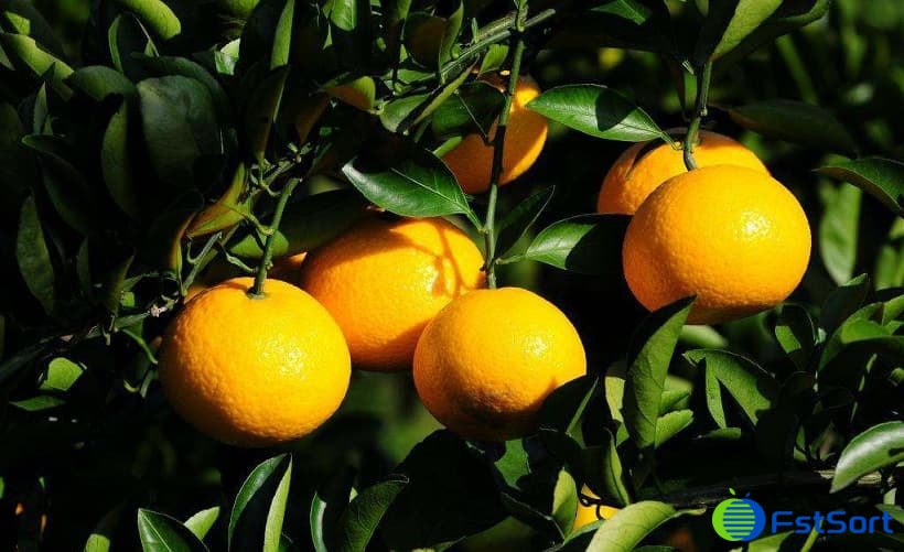 citrus citrus