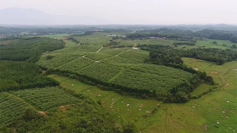 Quality-kiwi-planting-base