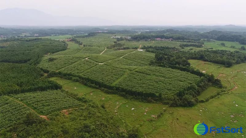 Quality-kiwi-planting-base Quality-kiwi-planting-base