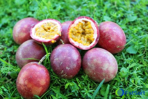 passion fruit passion fruit