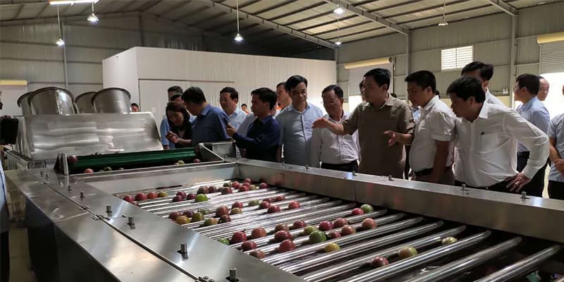 passion-fruit-grader
