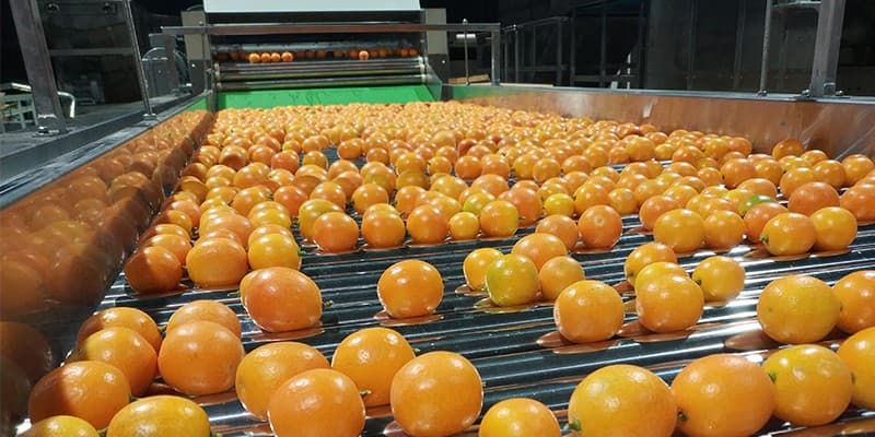 fruit picking table