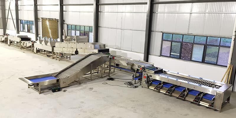 sweet-potato-cleaning-sorting-grading-machine