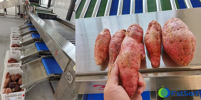 sweet-potatoes sweet-potatoes