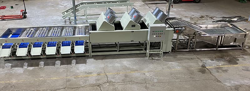 tangerine-sorting-cleaning-machine