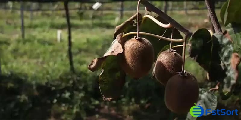 kiwifruits kiwifruits