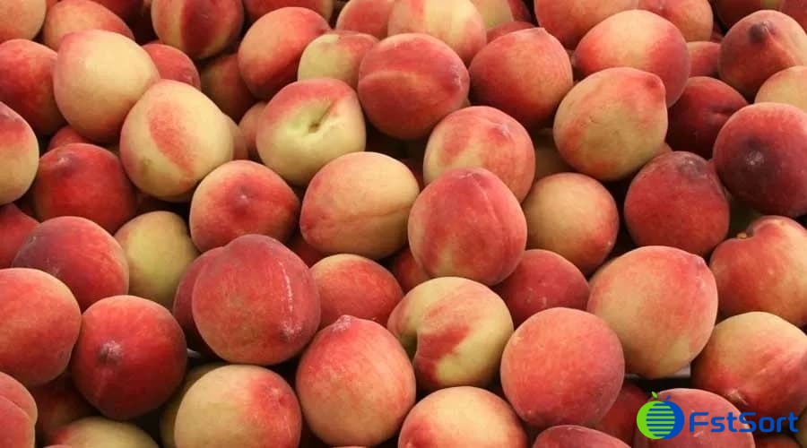 stone fruits stone fruits