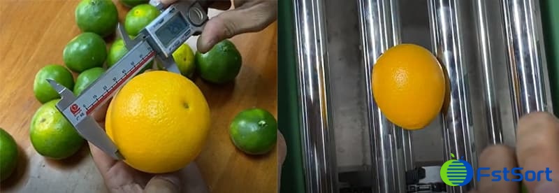lemon sizing lemon sizing