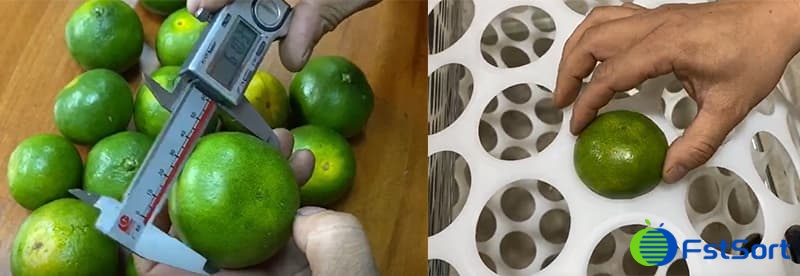 tangerine sizing tangerine sizing