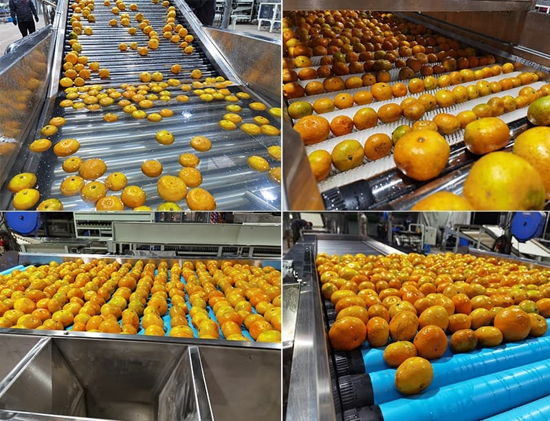 images/1604474707667citrus.jpg