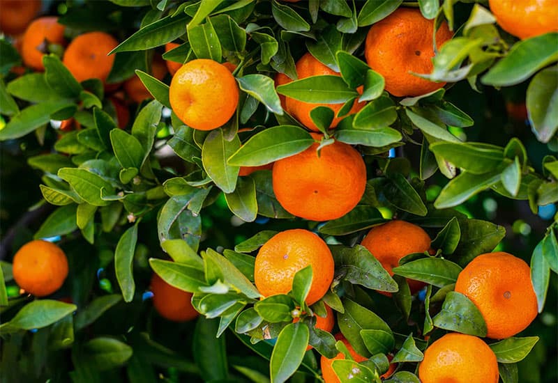 mandarin-fruits