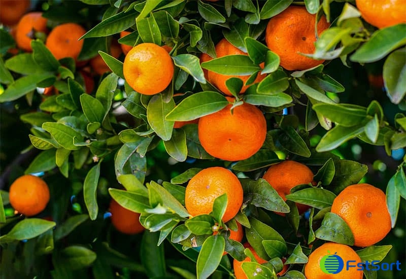 mandarin-fruits mandarin-fruits