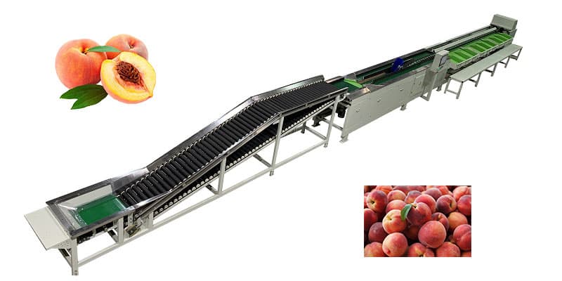 peach-sorting-machine