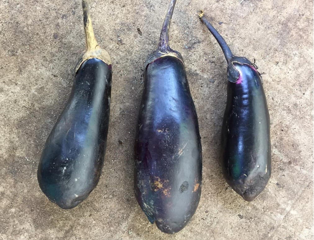 eggplant