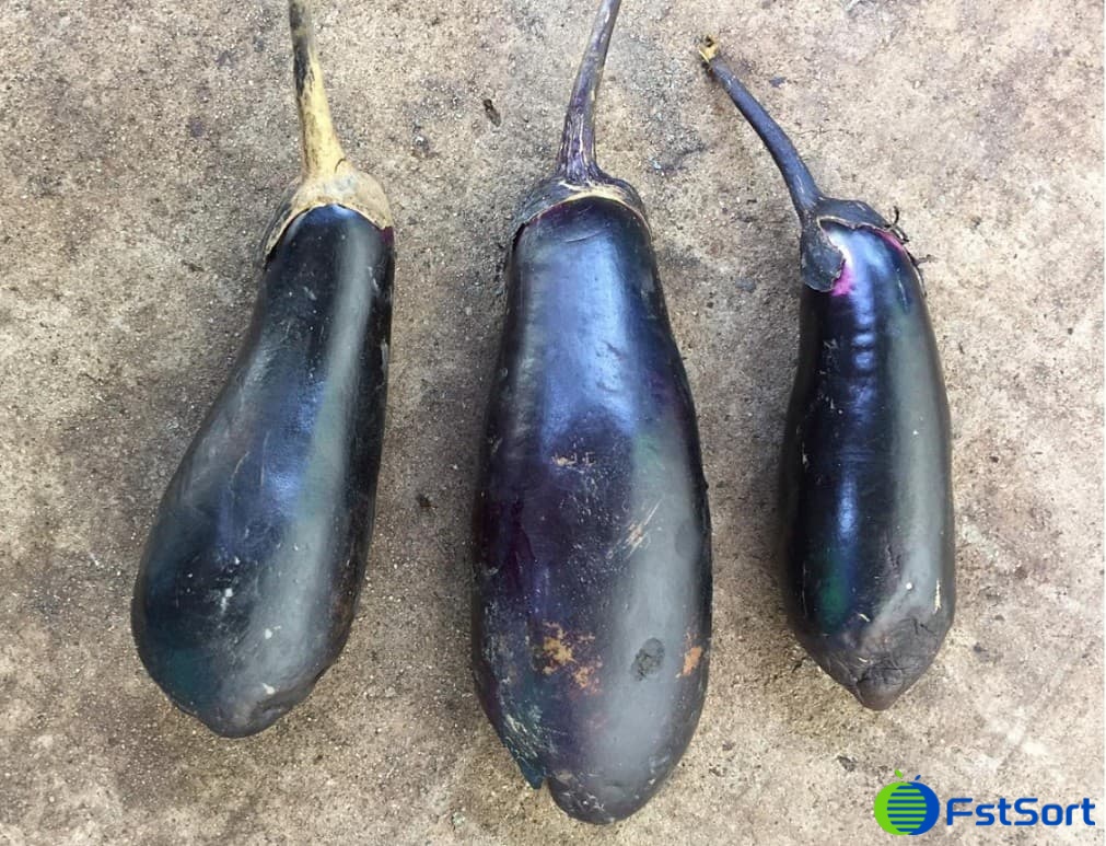 eggplant eggplant
