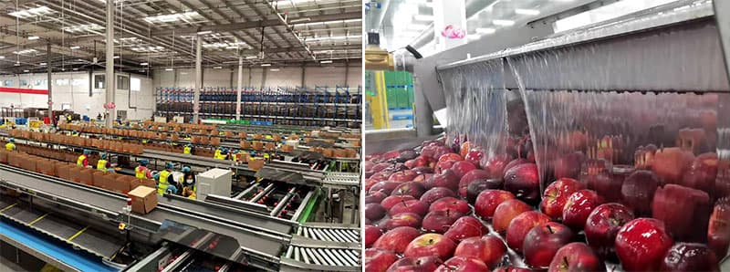 apple sorting line