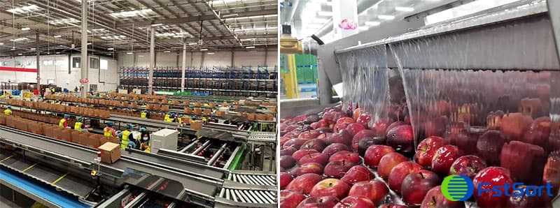 apple sorting line apple sorting line