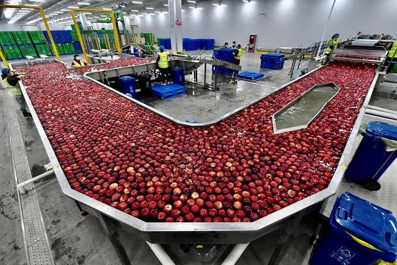 apple sorter