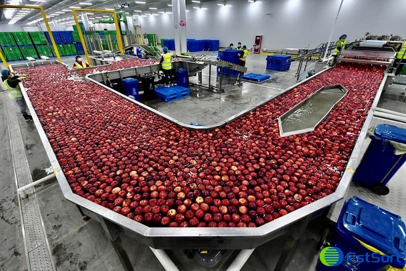 apple sorter apple sorter