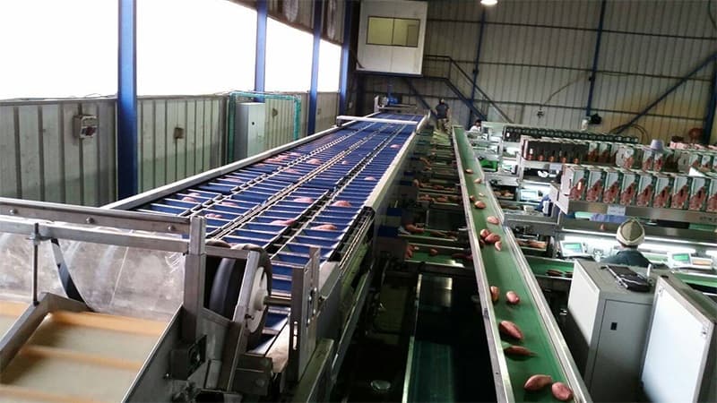 sweet-potato-packing-line